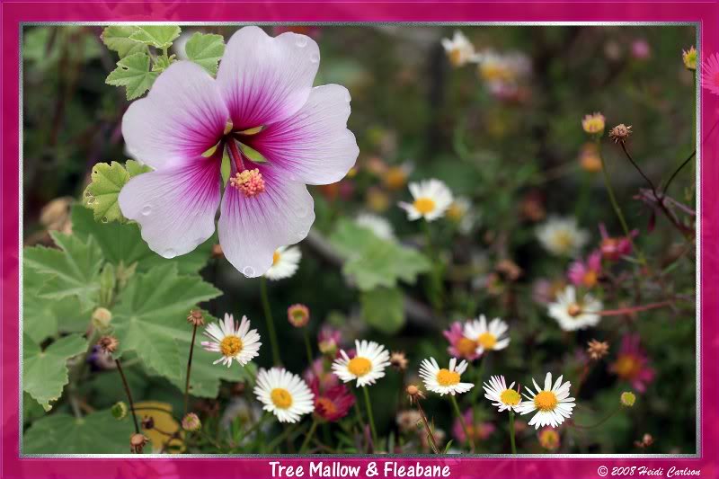 lavatera_mariti ma 04