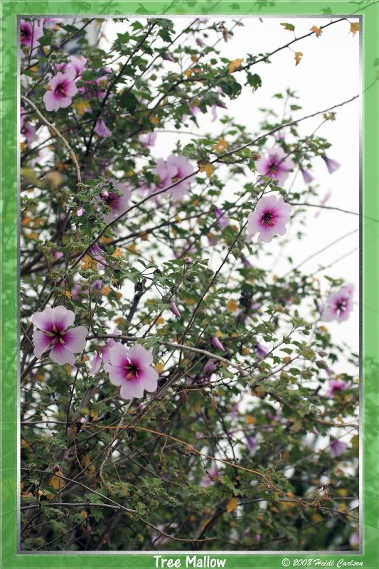 lavatera_mariti ma 06