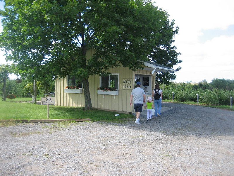 Come early to pick blueberries at Wilmot Orchards