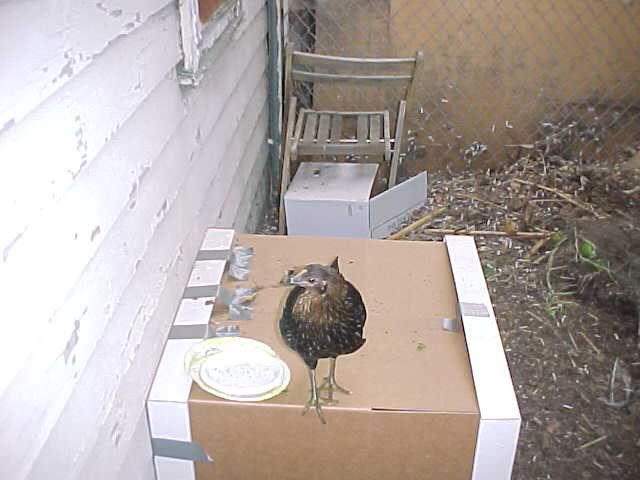 Clarisse on nestbox