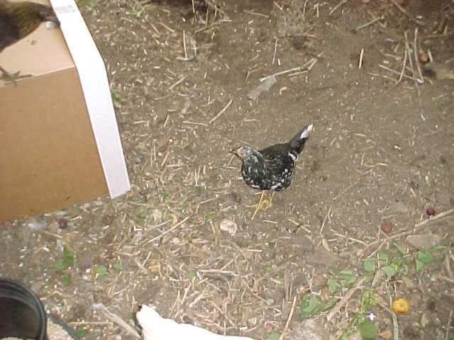 Juanita coming to socialize