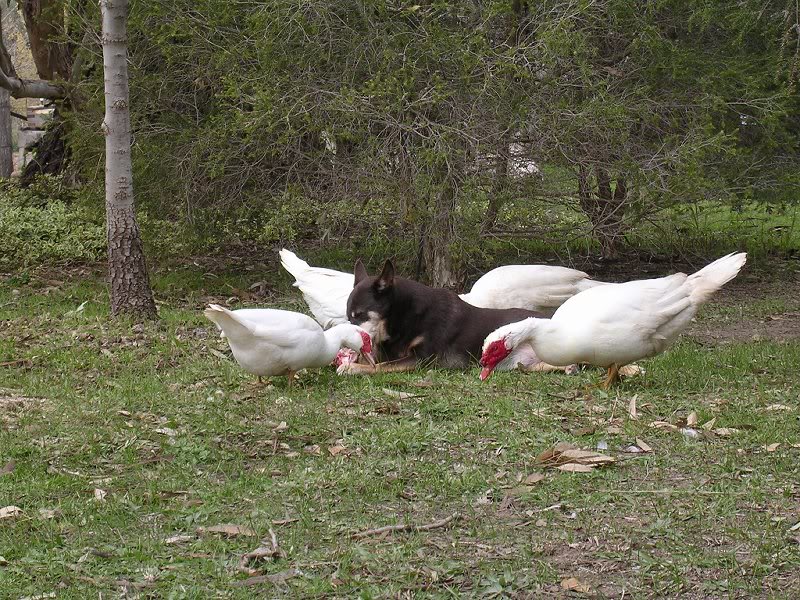 nugget with ducks