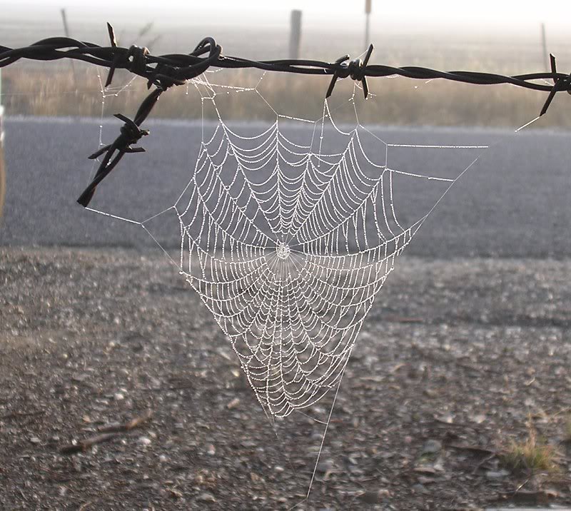 spider web in fence