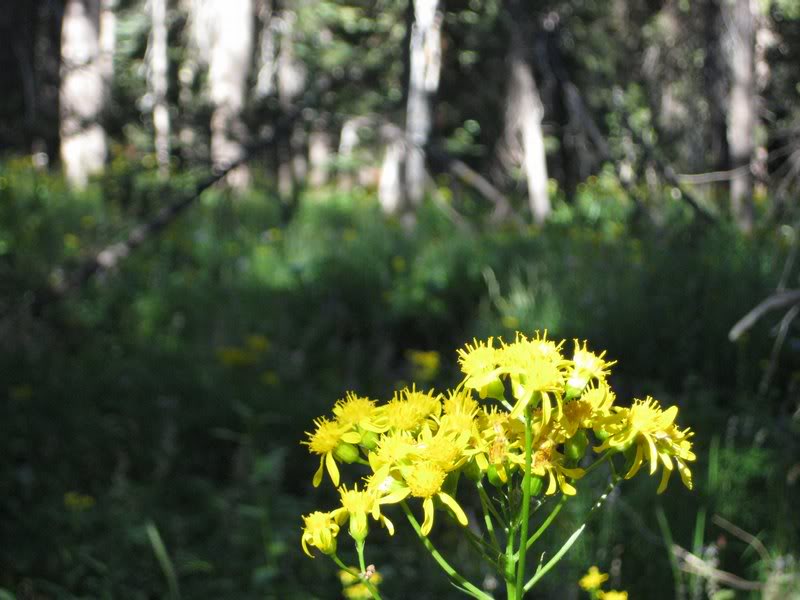 And not just one type