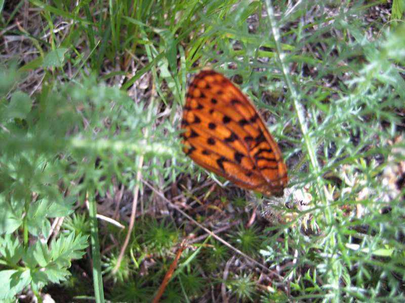 I always have trouble catching butterflies so I took th...