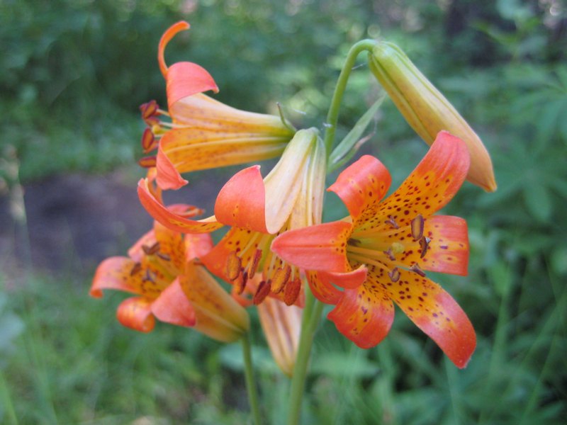 The flowers where awesome this trip