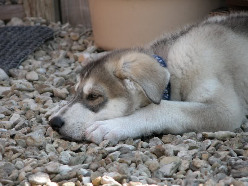 0127 Zeus 01.05.2007