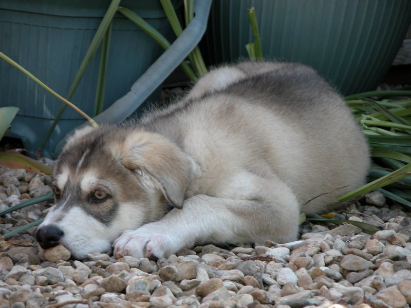 0132 Zeus 01.05.2007