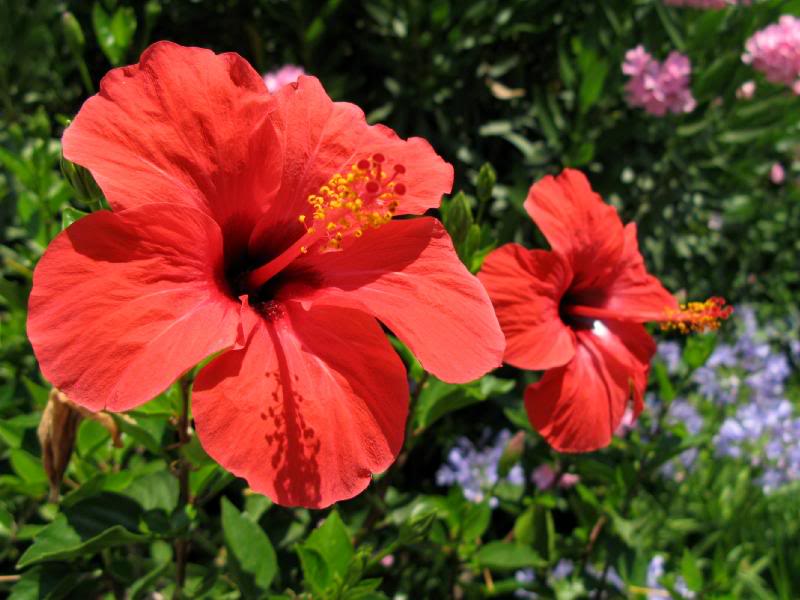 Hibiscus flowers, Side, Turkey