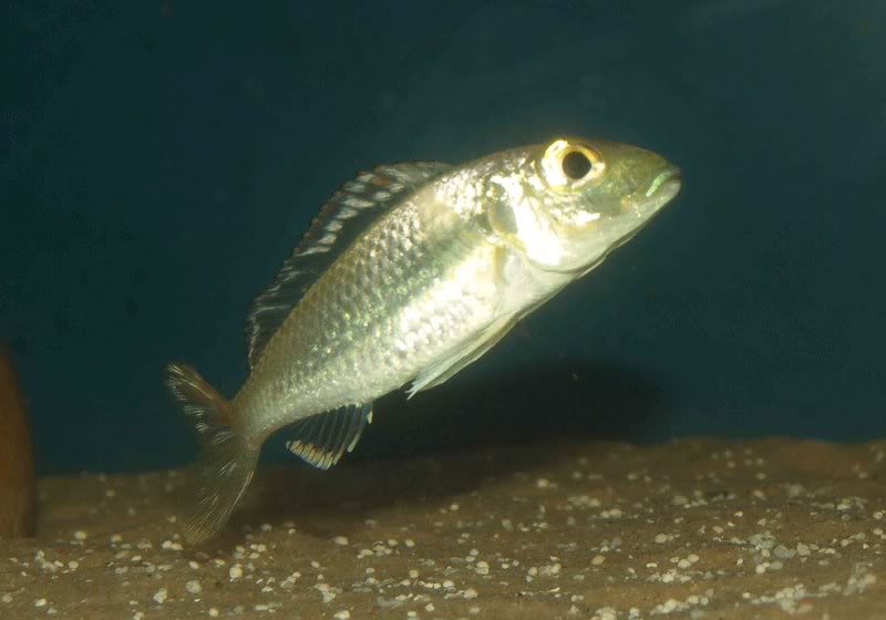 Callochromis pleurospillus 'Rainbow Tanzania'