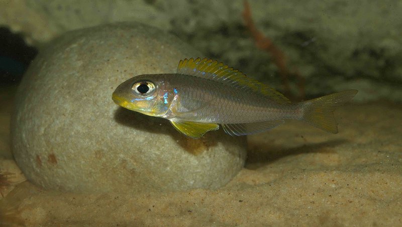 X. flavipinnis 'Nyanza Lac'