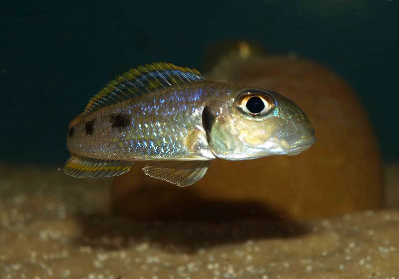 X. ochrogenys 'Ndole Bay'