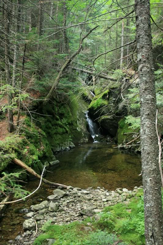 10-LOTS OF FEEDER STREAMS