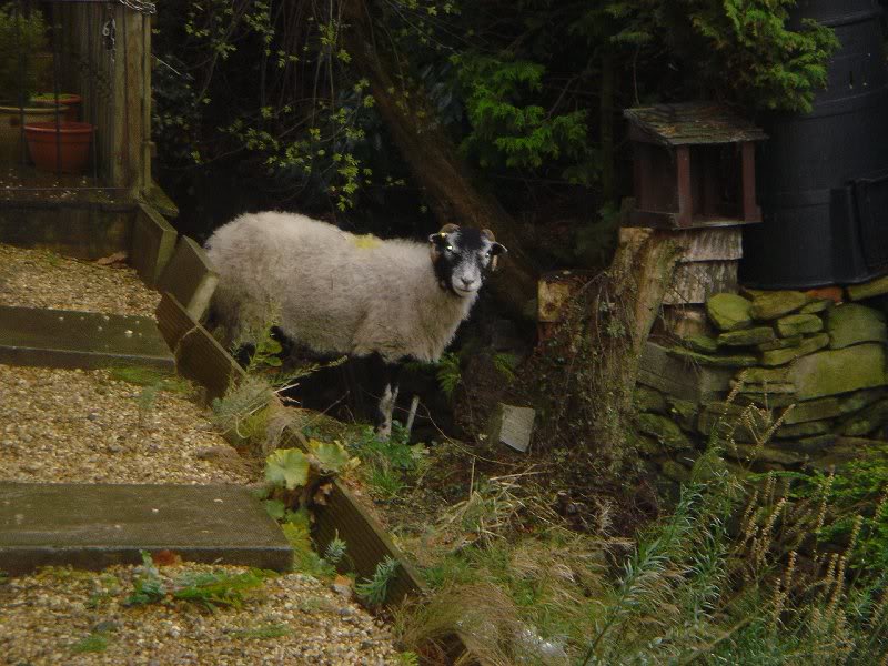Ram in garden 11nov08