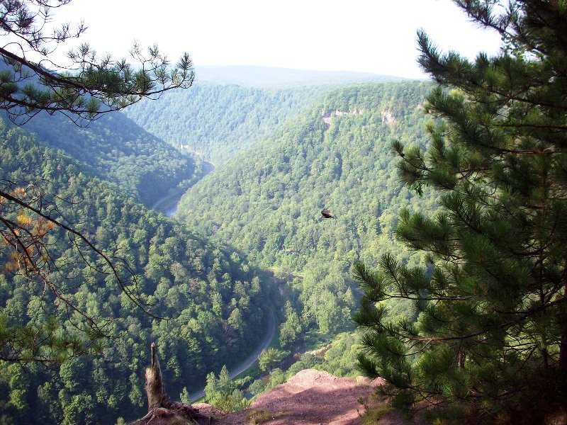 Canyon view with soaring Turkey Vulture