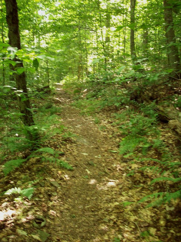 Typical section of trail