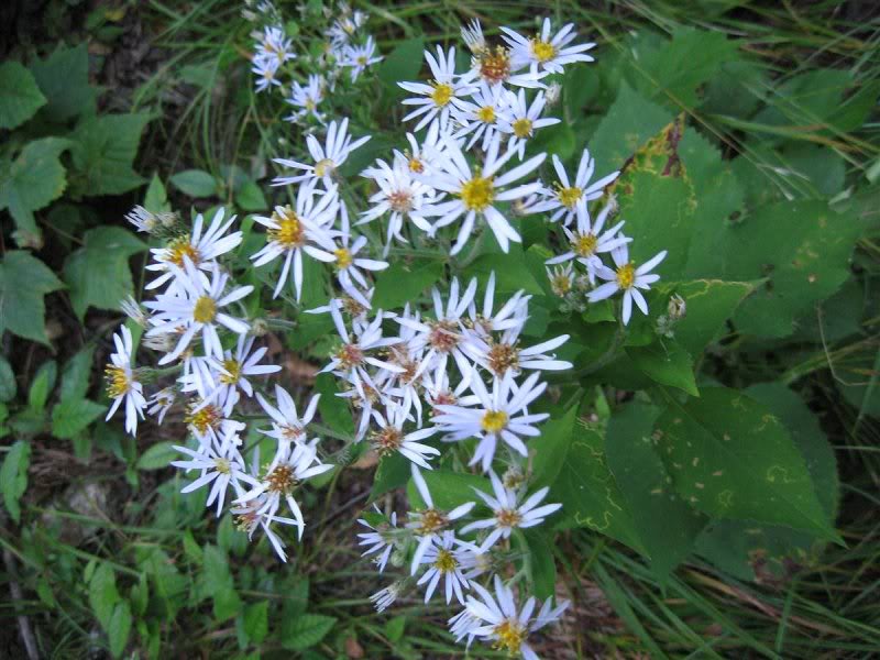 Asters