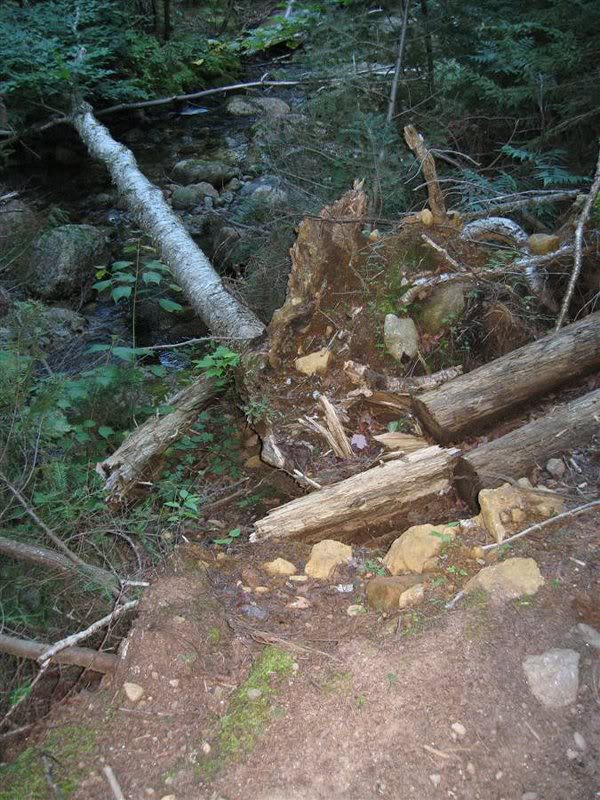Recent rains dropped many trees