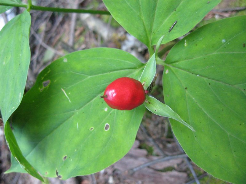 Trillium berry