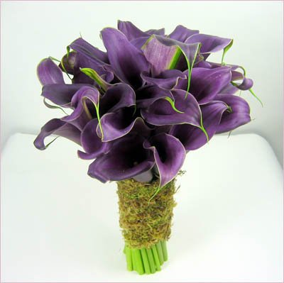 Purple Callas