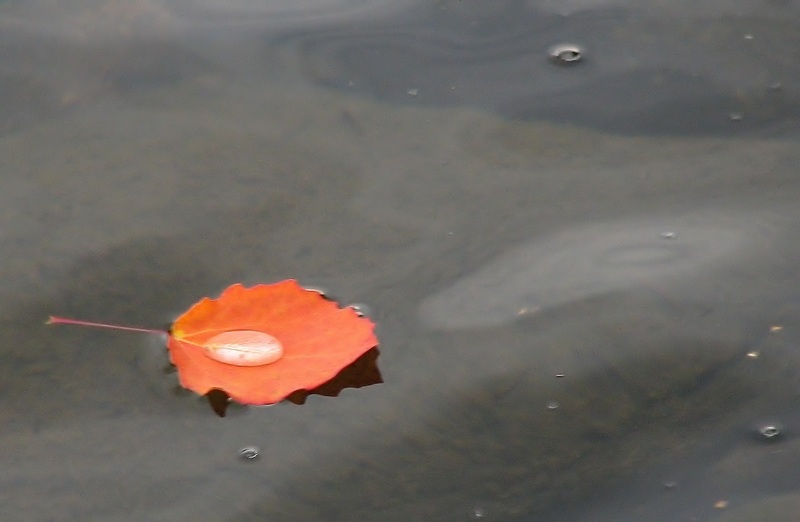 Water on leaf on water
