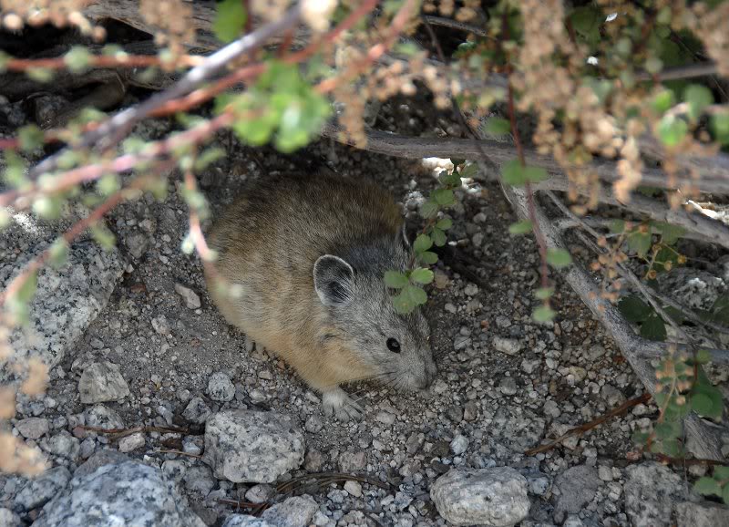 A cute little pika