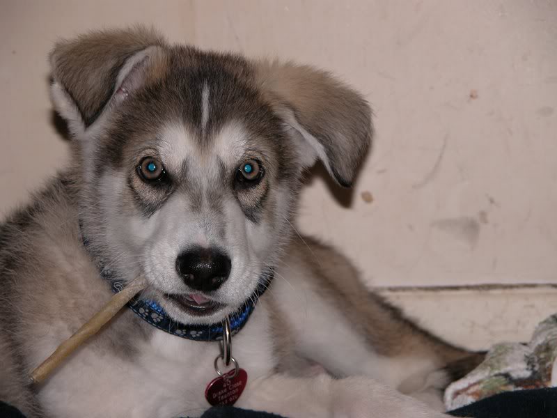 0035 Zeus 20.04.2007