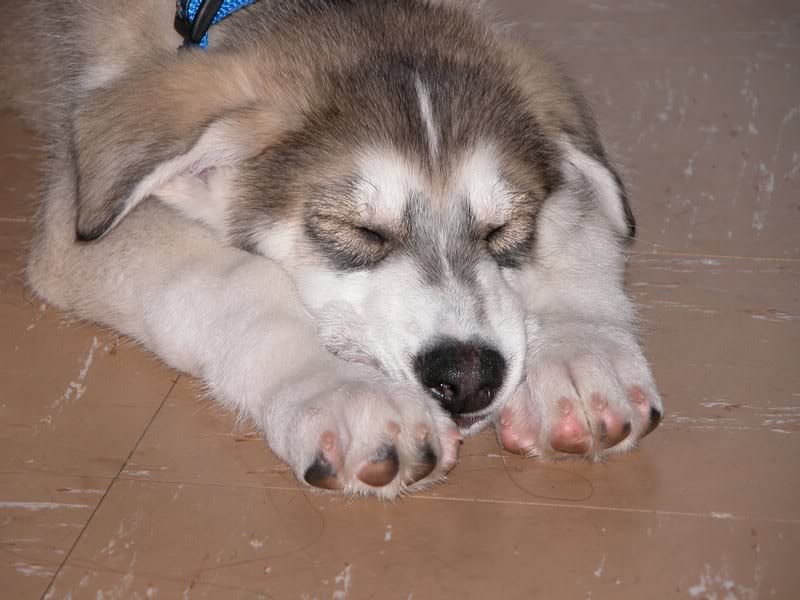 0082 Zeus 24.04.2007