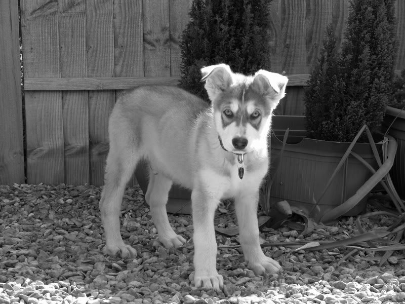 0161 Zeus 01.05.2007