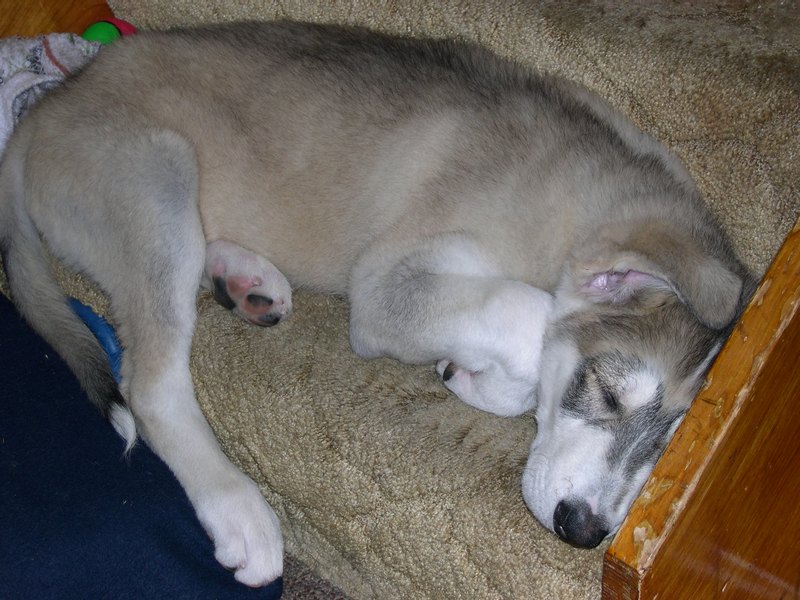 0235 Zeus 08.05.2007