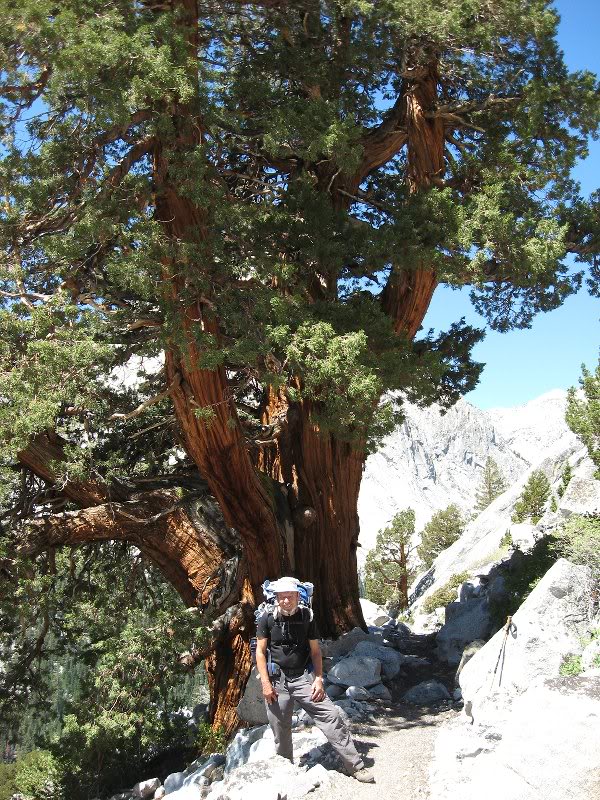 Huge Juniper Tree