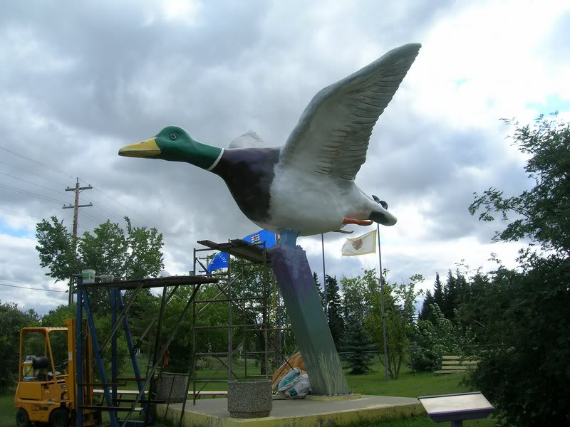 Largest Mallard Duck