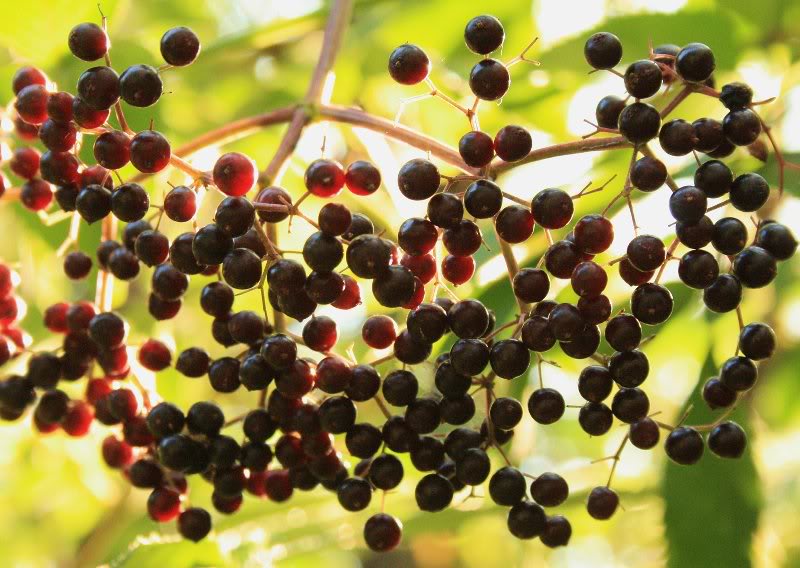 American elderberry (Sambucus Canadensis)