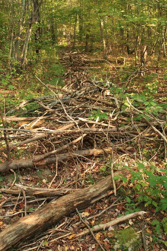 Old trail brushed over at new switchback