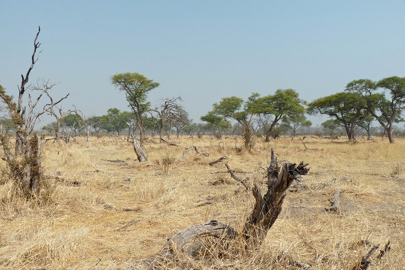 The Khwai river landscape