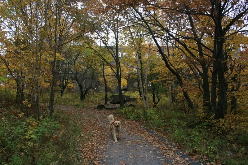 A fall walk to Overlook Mt 10142008
