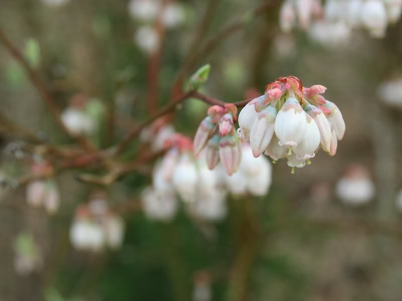 Blueberry Blossoms