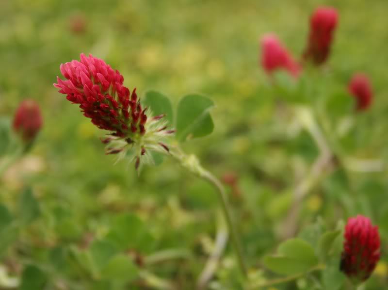 Red Clover 1