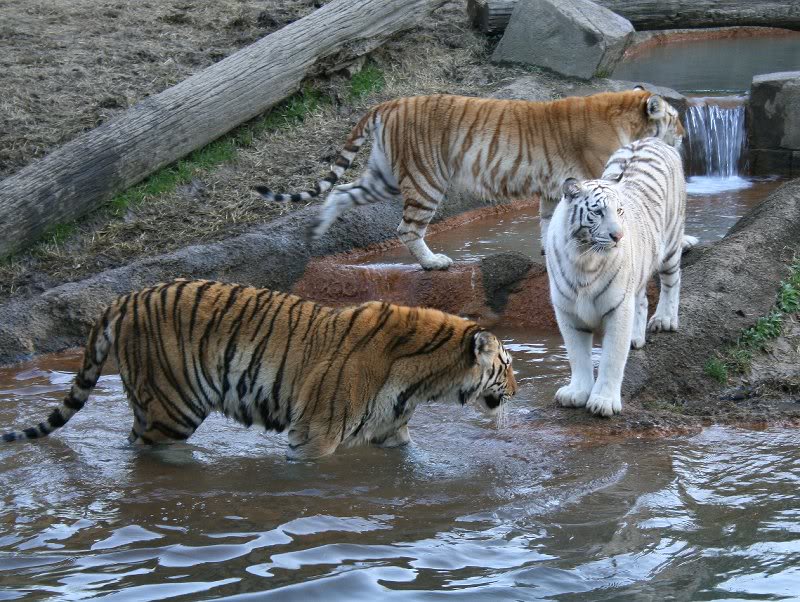 Tiger Trio