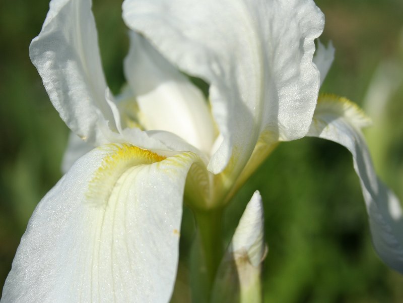 White Iris