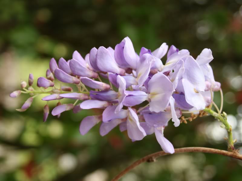 Wisteria 1