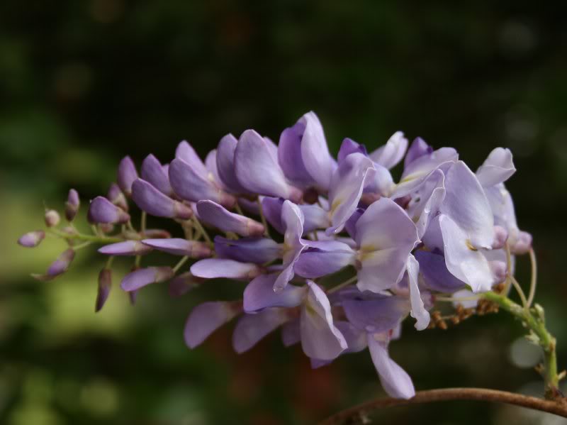 Wisteria 2