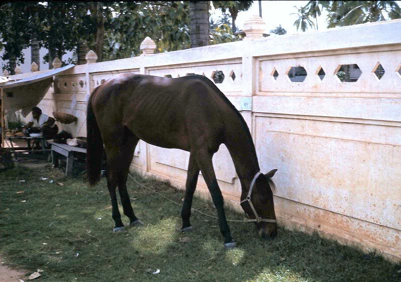 The only horse I saw in Thailand