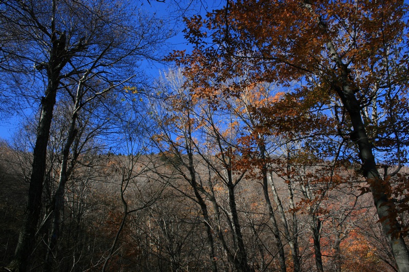 02-MOST LEAVES ARE GONE