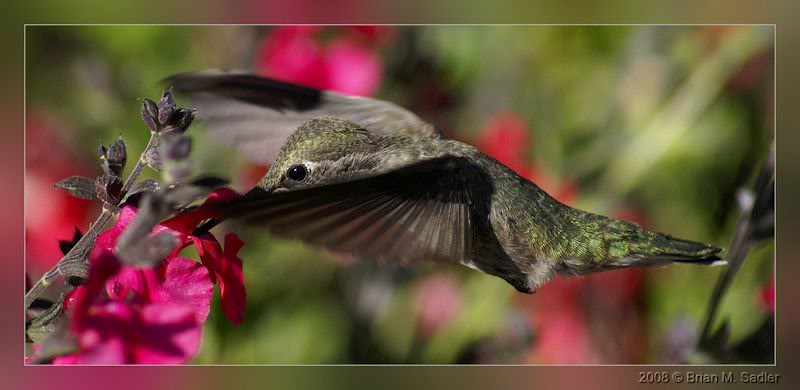 Anna's Hummingbird