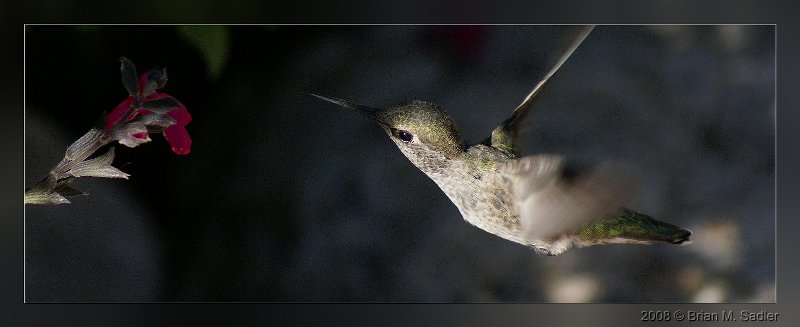 Annas Hummingbird