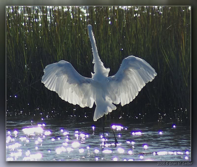 Great Egret