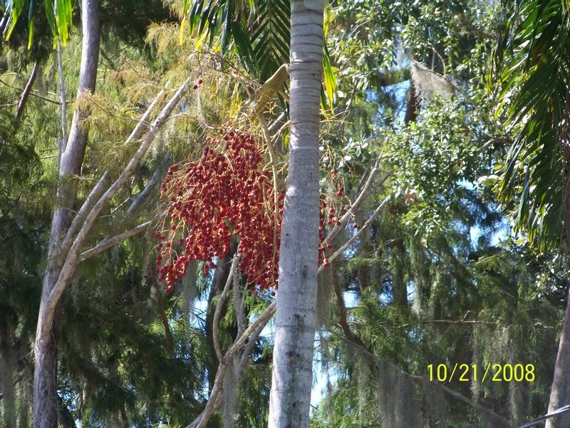 Carpentaria palm fruits