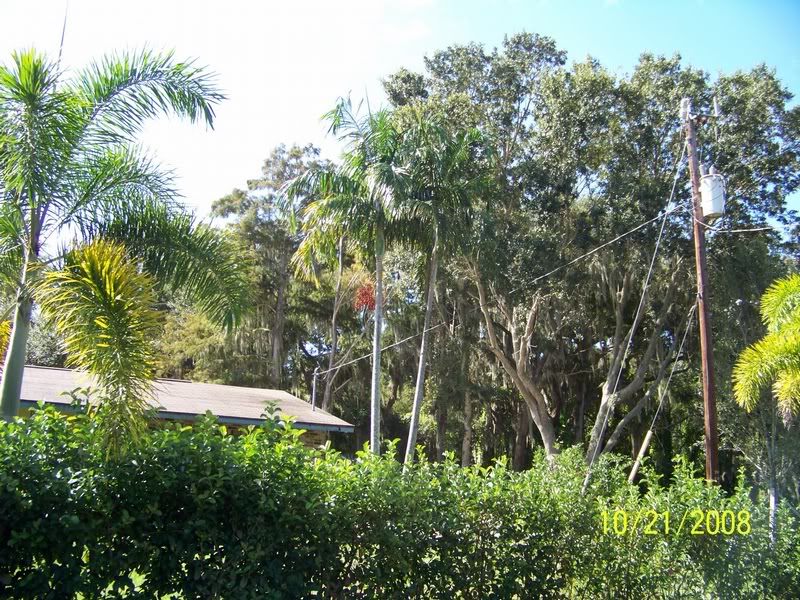 Carpentaria palms