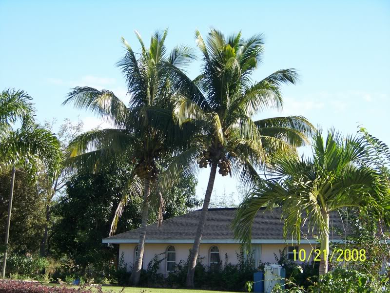 Coconut palms
